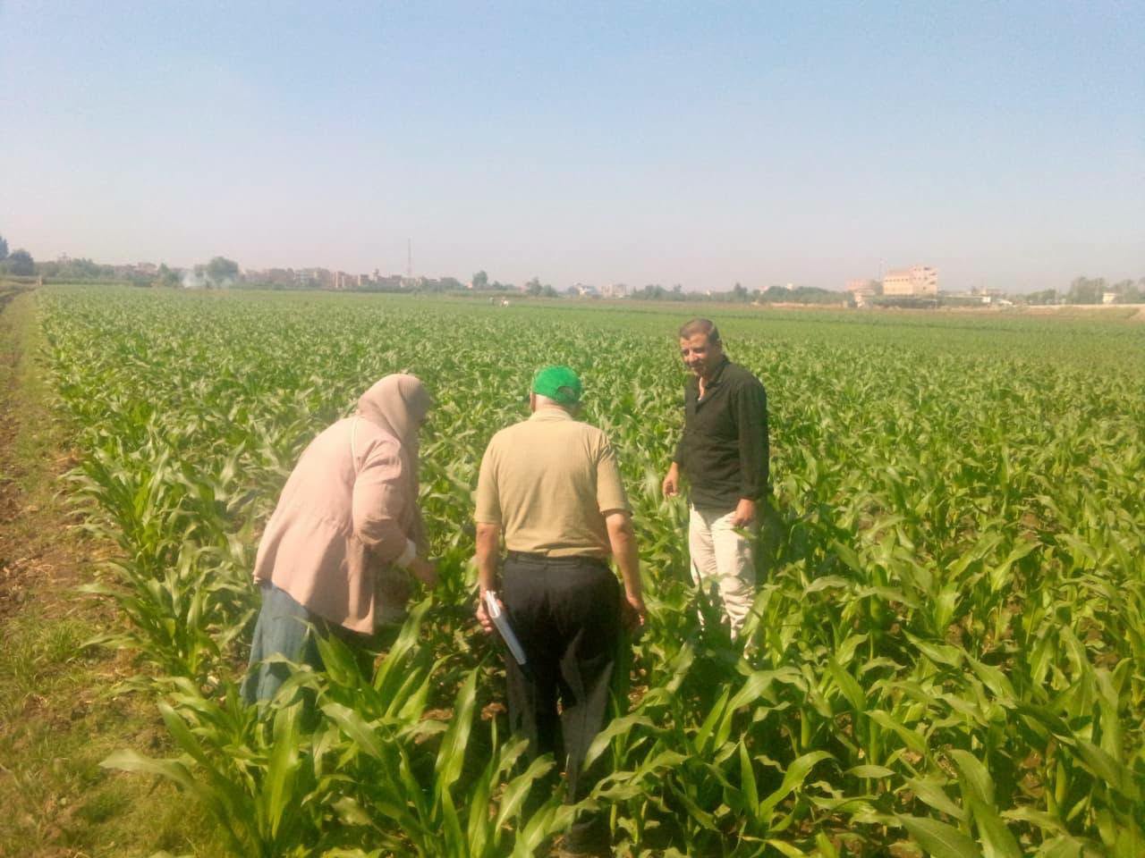 "الزراعة" تواصل حملاتها الاستباقية المكثفة لمكافحة "دودة الحشد الخريفية" في محصول الذرة