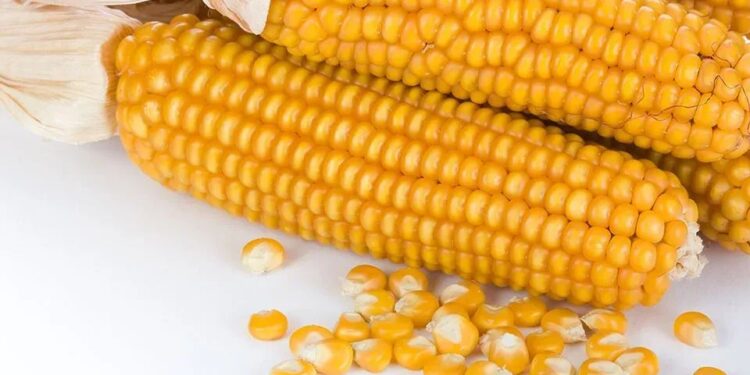 الذرة