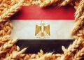 القمح