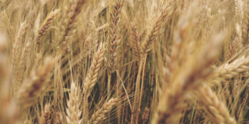 القمح