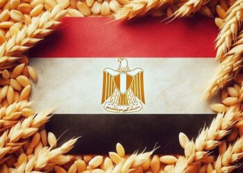 القمح