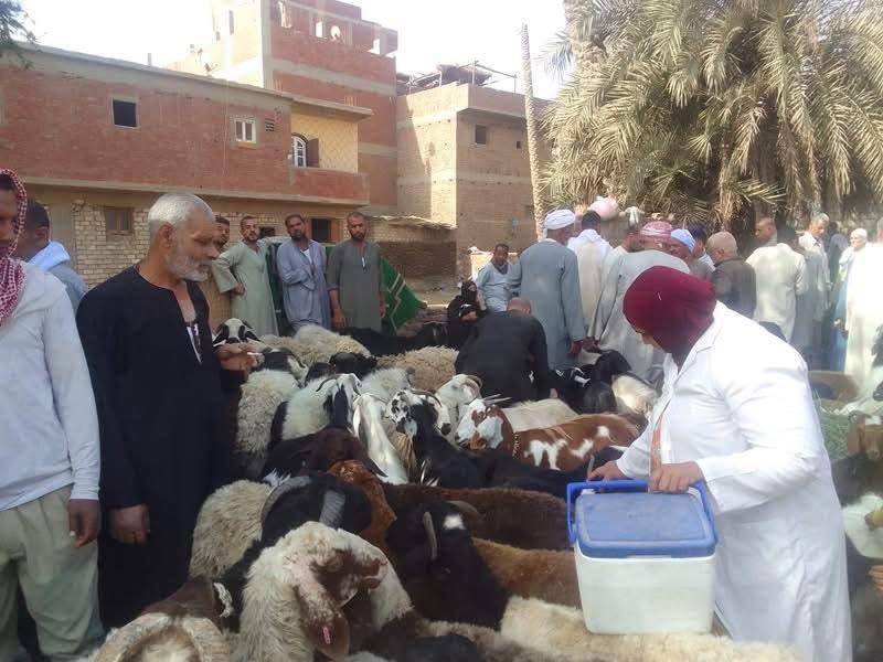 تحصين الماشية