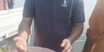 زريعة أسماك