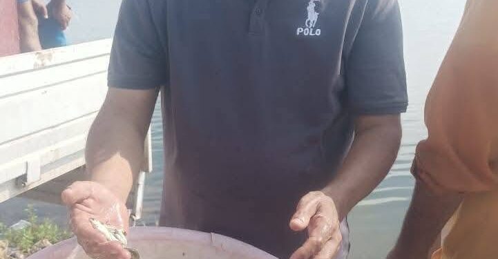 زريعة أسماك