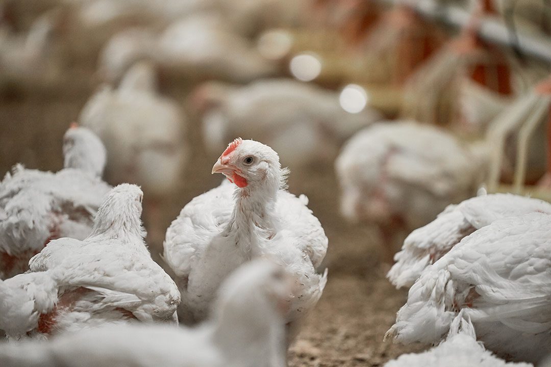 إستشاري أمراض الدواجن لـ "لمربين": 4 خطوات يجب اتباعها عند بدء عملية تسكين جديدة