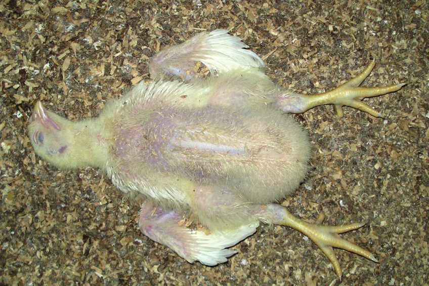 موريتانيا| نفوق جماعى في الدواجن بسبب مرض فيروسى