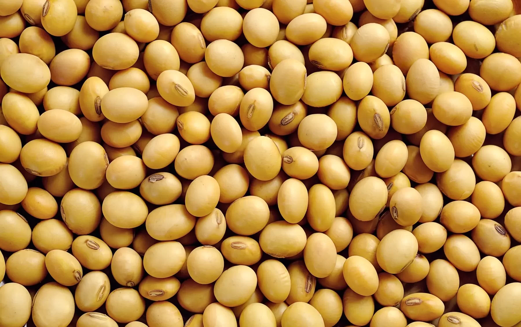 الزراعة الأمريكية: إلغاء العقود يتجاوز مبيعات فول الصويا الأسبوعية بمقدار 23.8 ألف طن