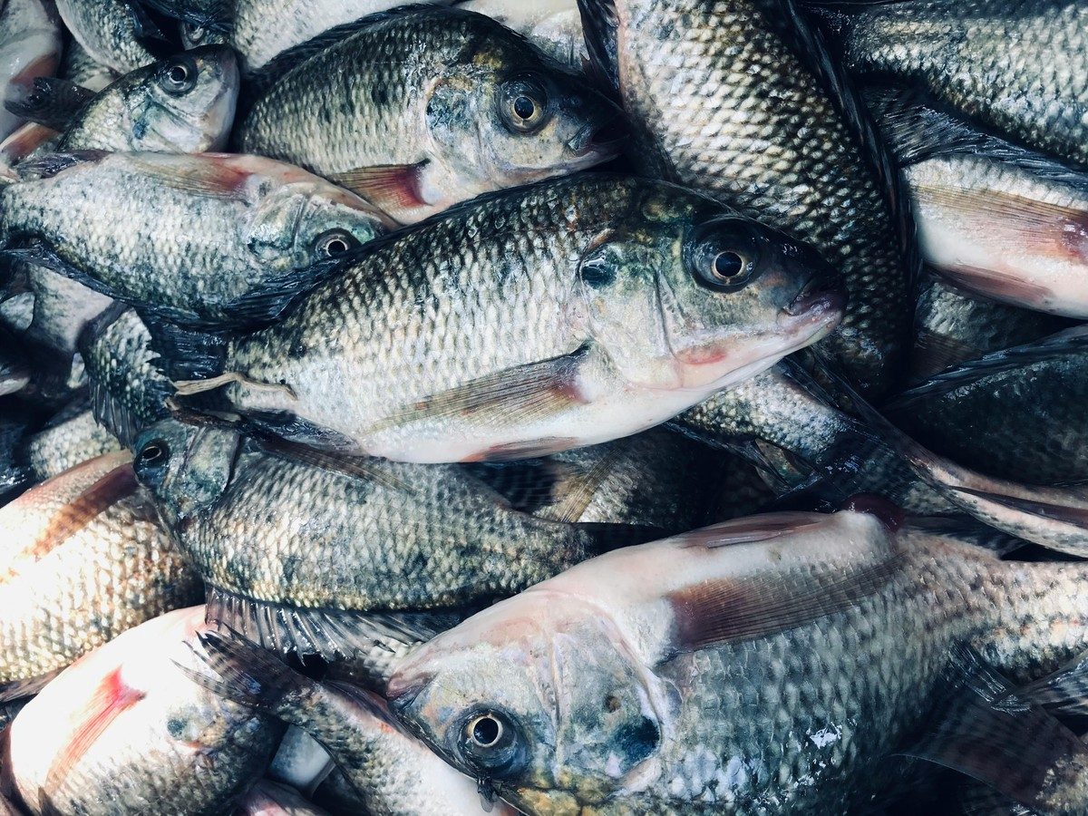 الجمعية البرازيلية للصناعات السمكية تندد بالتعريفة الجمركية الأمريكية بنسبة 50٪ على الأسماك