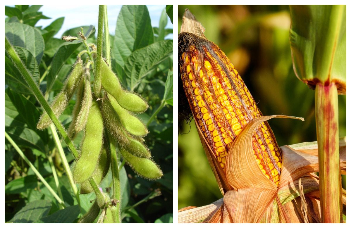 البرازيل تتوقع إنتاج 145.46 مليون طن من فول الصويا و114.19 مليون طن من الذرة