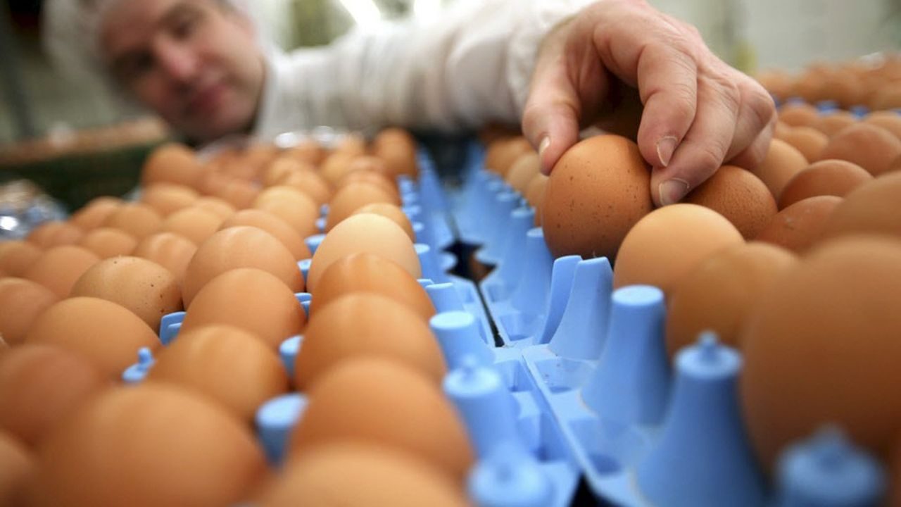 خاص| شعبة بيض المائدة: أعمار قطعان الدواجن كبيرة السن وراء قلة المعروض بالأسواق