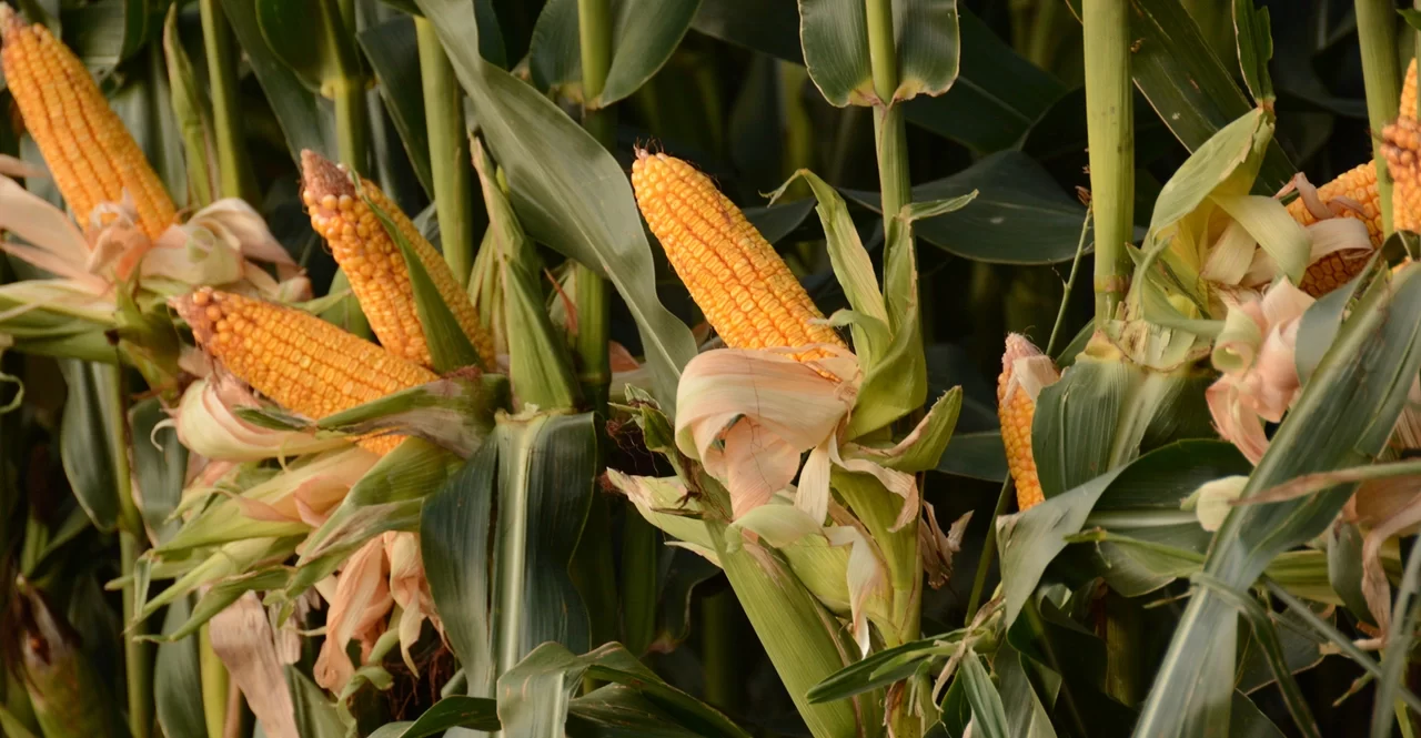 توقعات بارتفاع إنتاج الحبوب في أوكرانيا في موسم 2025-2026 مع تعافي محصول الذرة