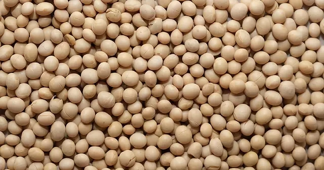 خاص| المجد للأعلاف: استمرار ارتفاع أسعار الصويا خلال الفترة المقبلة