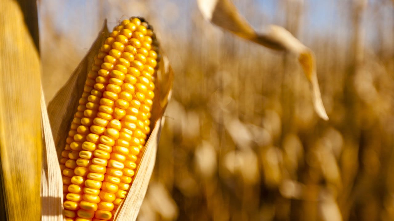 الاتحاد الأوروبي يخفض توقعات حصاد الذرة للموسم الجديد بمقدار 1.2 مليون طن