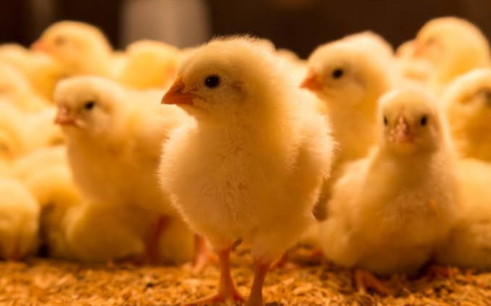 انخفاض أسعار شركات الكتاكيت فى الأسواق اليوم