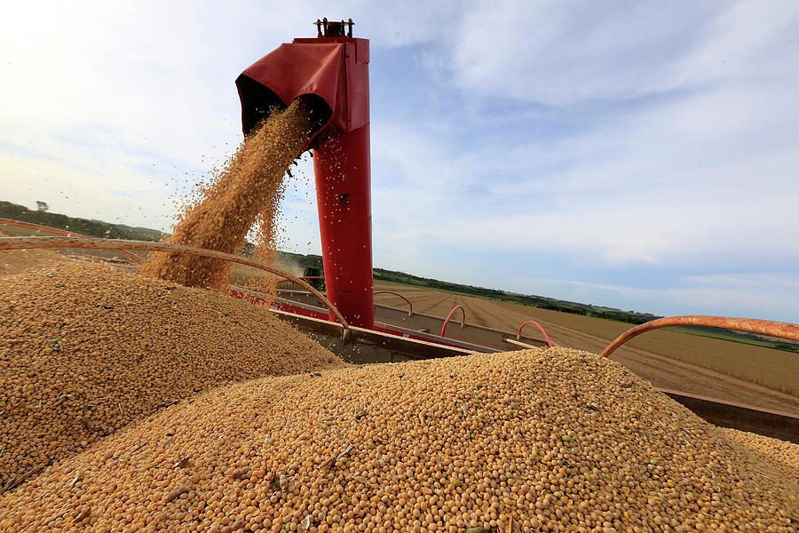 توقعات بانخفاض إنتاج فول الصويا الأوكراني بنسبة 21٪ في الموسم الحالي