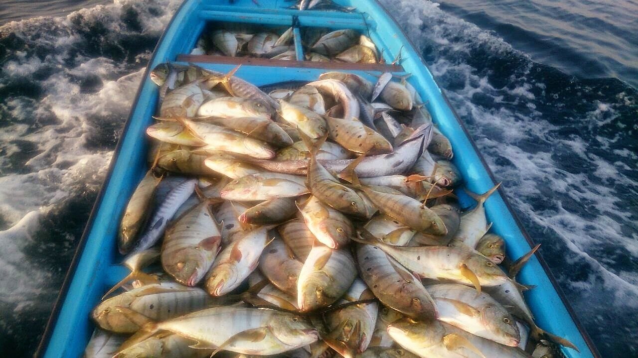 جامعة أسيوط تنظم ندوات بعنوان "الثروة السمكية مفتاح التنمية"