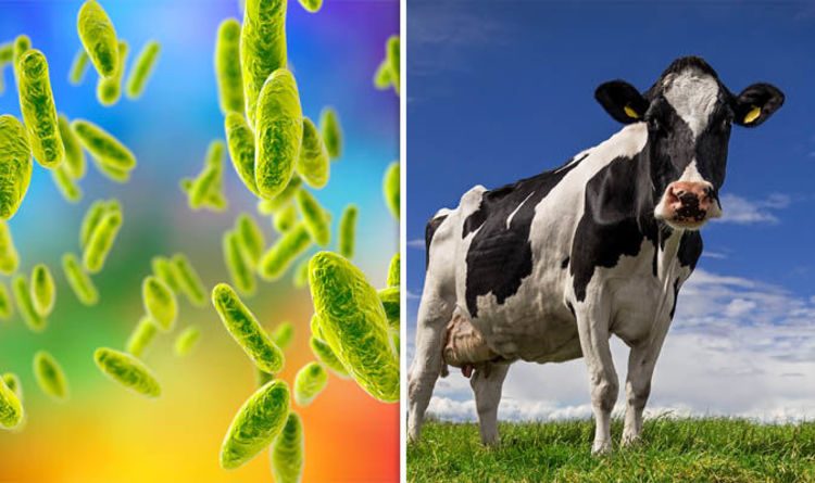 مرض البروسيلا ونظرة عامة على طرق الوقاية فى كل من الإنسان والحيوان