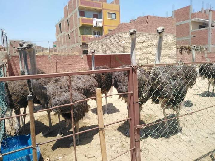 خاص| صاحب مزرعة لتربية النعام: كيلو اللحم بـ300 جنيه وارتفاع أسعار الأعلاف أهم التحديات التى تواجه القطاع