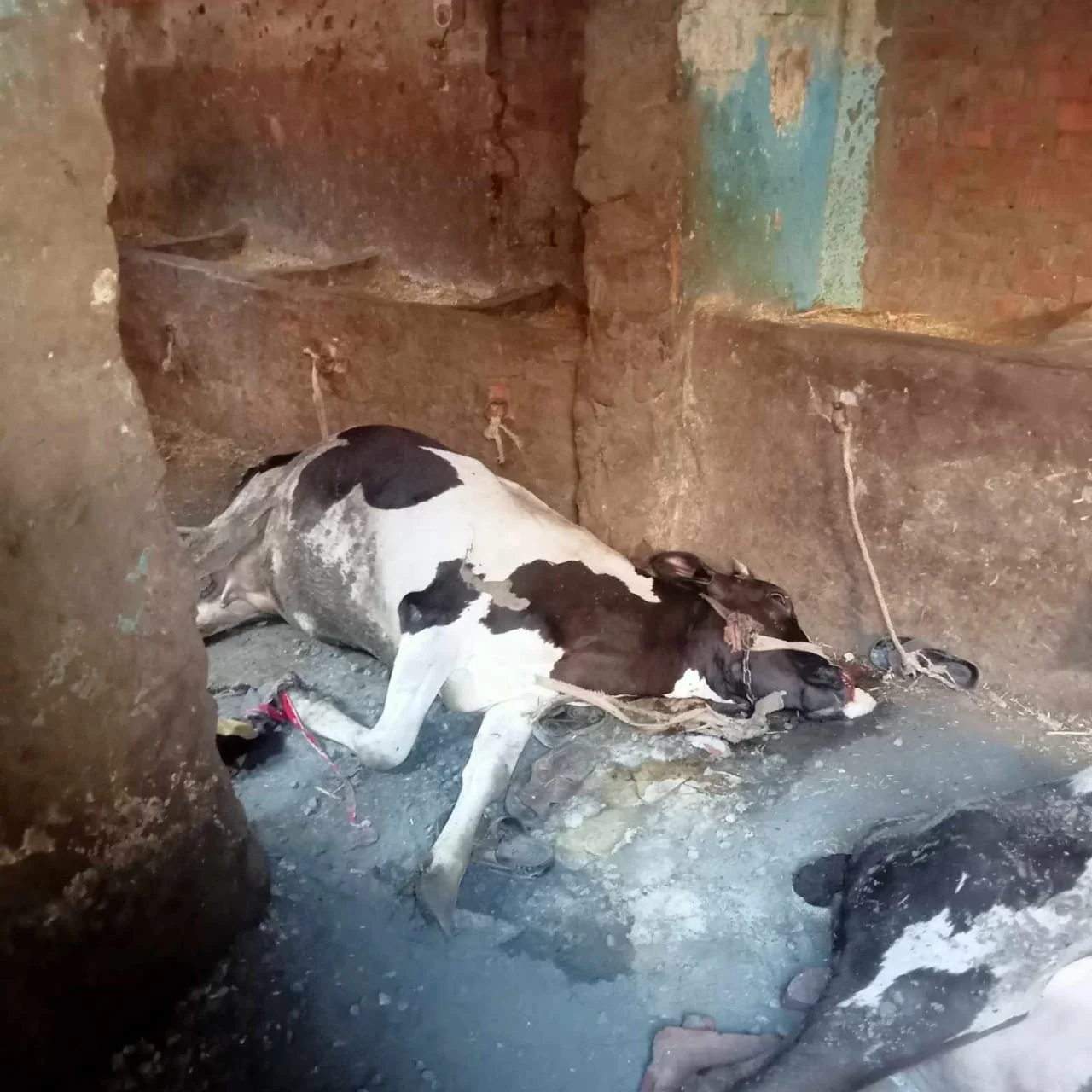 نفوق 3 مواشى إثر حريق هائل بالغربية