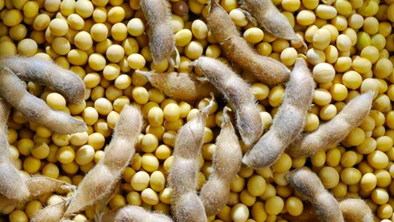 StoneX يعزز التوقعات القياسية لإنتاج فول الصويا البرازيلي موسم 2023/24