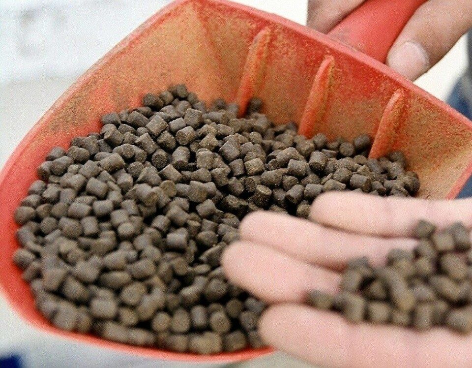 خاص| أكوا جرين: 2000 جنيه تراجع في أسعار أعلاف الأسماك خلال الساعات الماضية