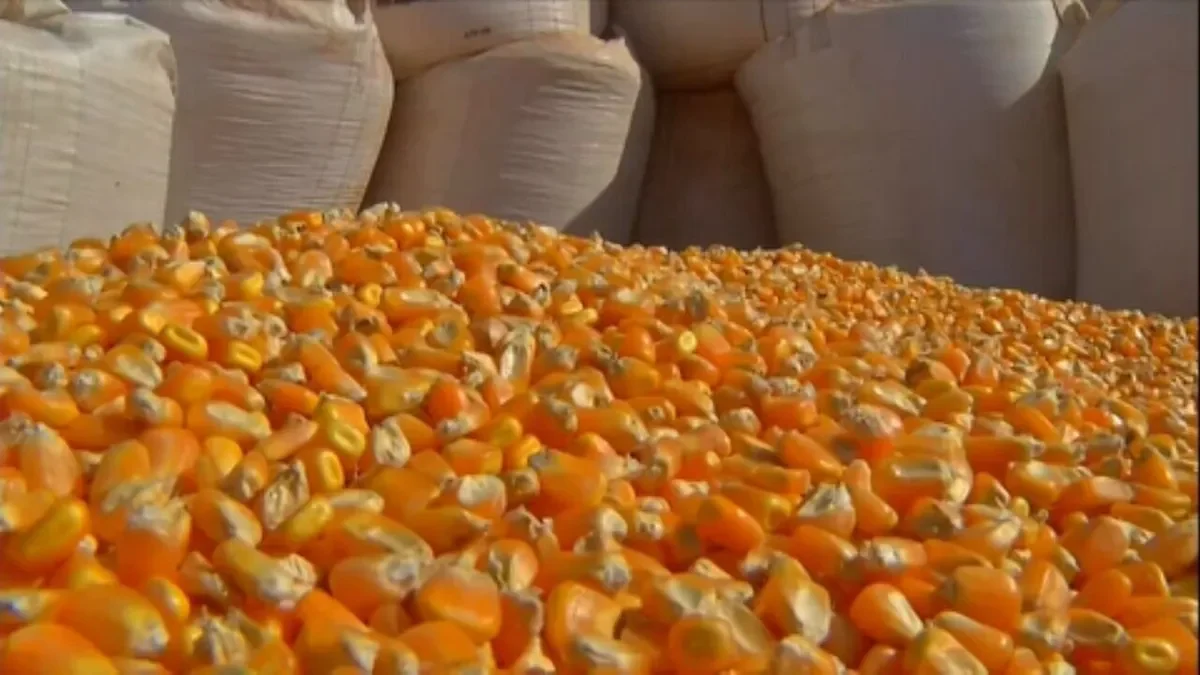 كوريا الجنوبية تشتري أكثر من 130 ألف طن من الذرة بسعر 255 دولار شامل تكلفة الشحن