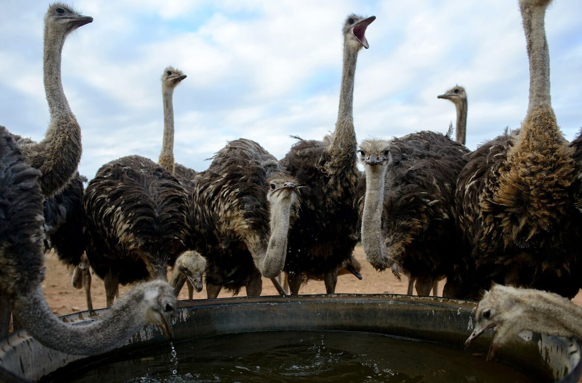 الريش بـ3000 ومتوسط البيضة 150 جنيه.. أخر تطورات الأوضاع في سوق النعام| خاص