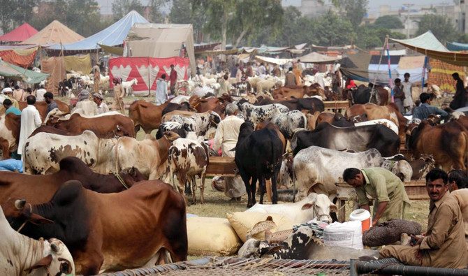 شعبة القصابين: حالة الركود قوية تسيطر على سوق الأضاحي وانخفاض سعر اللحوم 15 جنيه