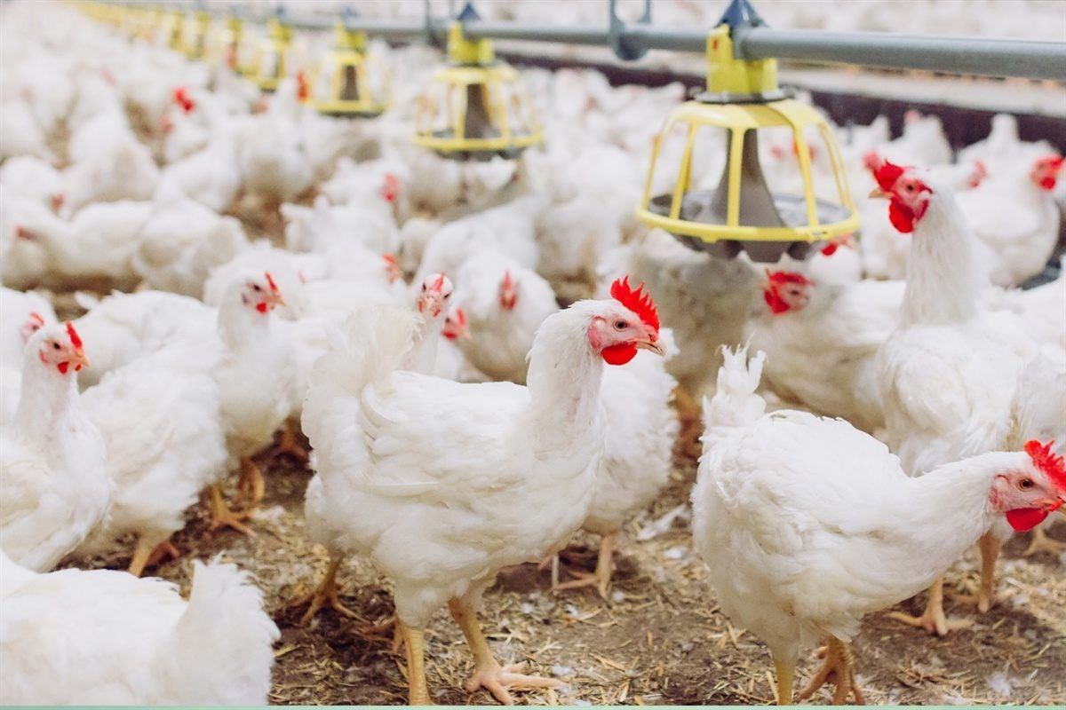 أنفلونزا الطيور| كوريا الجنوبية وأنغولا وقطر ترفع القيود المفروضة على الدواجن البرازيلية