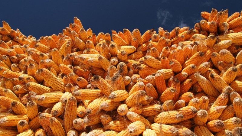 الصين تخفض واردات الذرة وسط زيادة الإنتاج