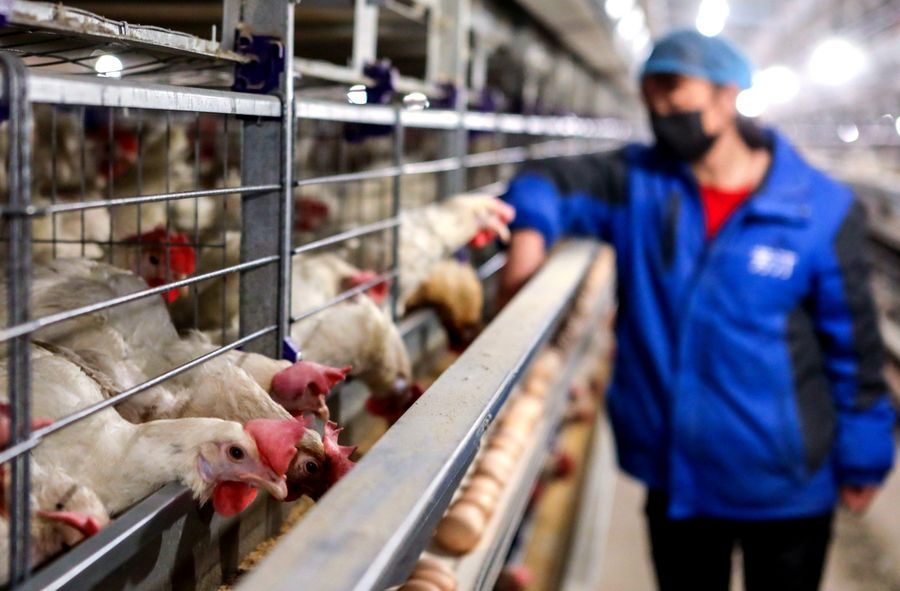 الزراعة توجه نصائح لمربى الثروة الحيوانية والداجنة لمواجهة ارتفاع الحرارة