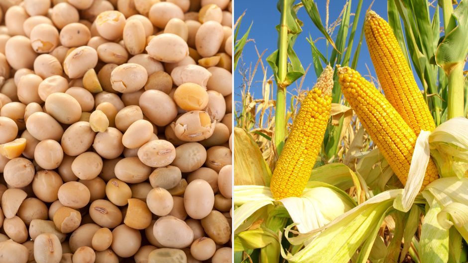 زيادة عمليات التفتيش الأسبوعية على صادرات الذرة في الولايات المتحدة