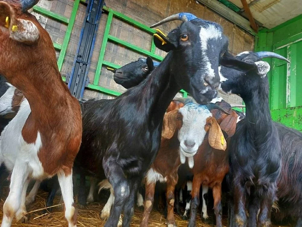 توزيع 100 رأس ماعز عشار على أهالي قرية الخربة بشمال سيناء