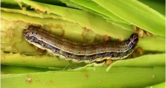 الزراعة تنظم 6 ندوات إرشادية لمزراعي الذرة لمواجهة دودة الحشد الخريفية