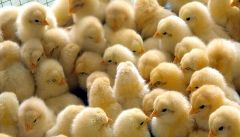 ضورة أرشيفية