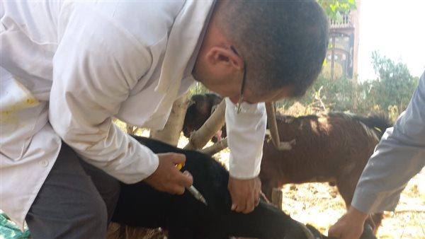 بيطري الغربية يواصل جهوده لمكافحة أمراض الحمي