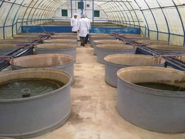 مكة للأعلاف