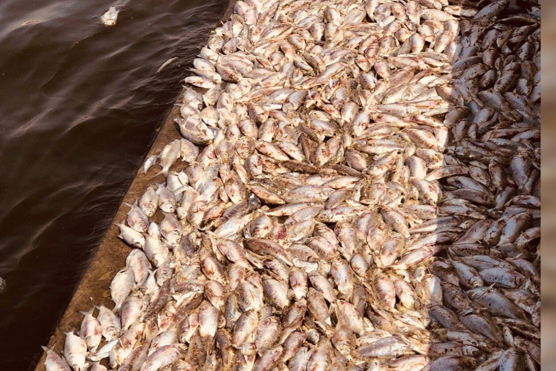 الزراعة ترد علي أزمة نفوق الأسماك في مزارع بحيرة المنزلة