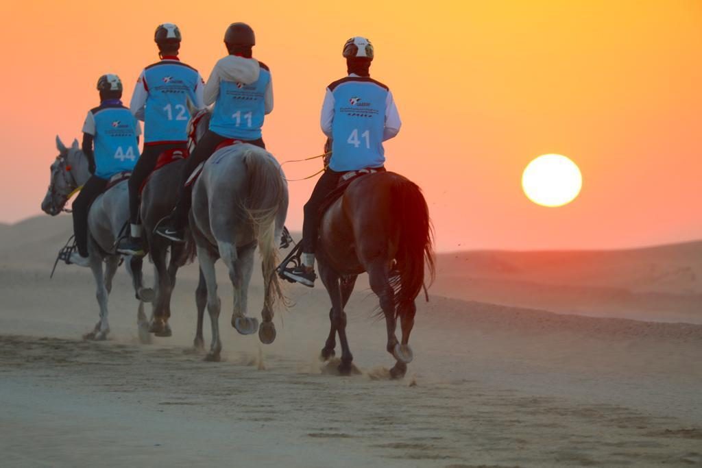 غداً.. الفحص البيطري للخيول المشاركة بـ"مونديال القدرة"