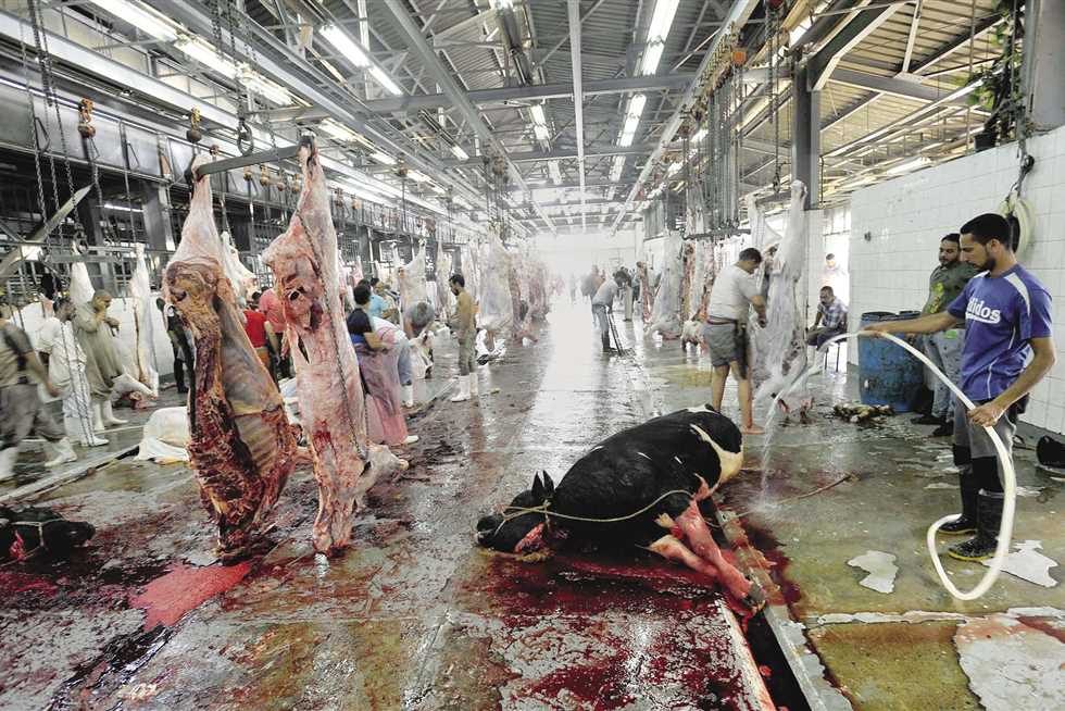 تجهيز 11 مجزرا لذبح الأضاحي بالمجان بالوادي الجديد