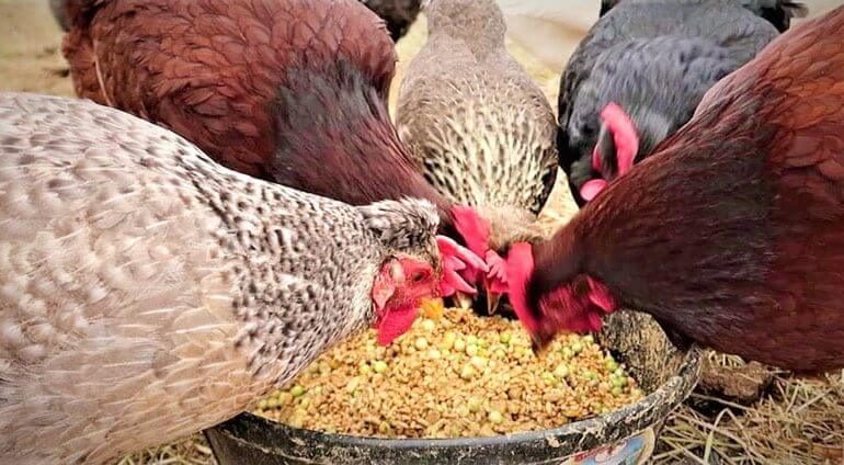 حل أزمة أعلاف الدواجن