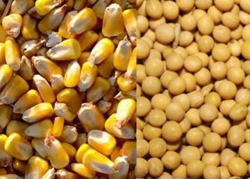 كوناب ترفع تقديراتها لإنتاج فول الصويا البرازيلي وتخفض الذرة لموسم 2023/24