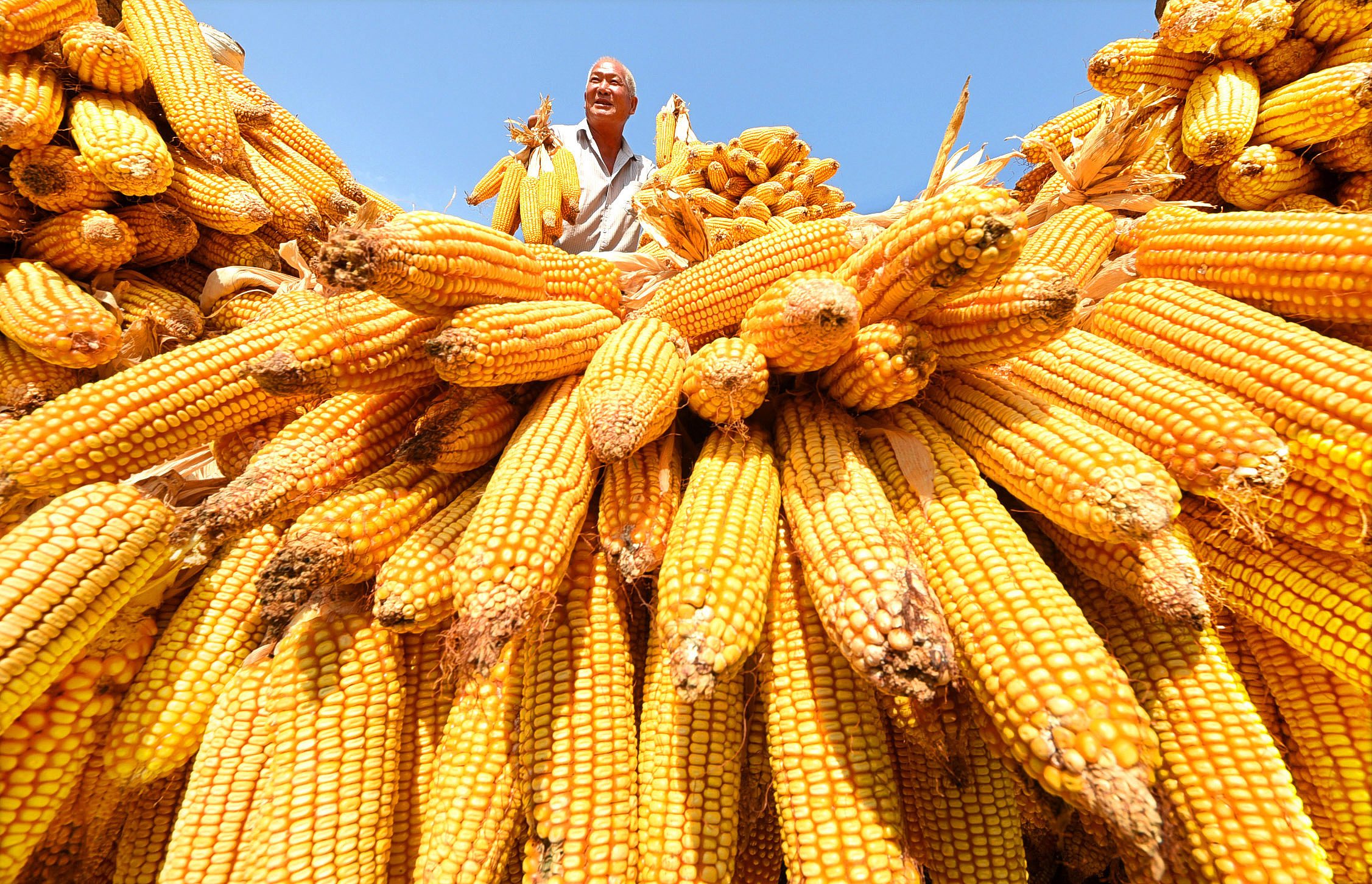 كوريا الجنوبية تطرح 3 مناقصات لشراء 273 ألف طن من الذرة خلال يومين