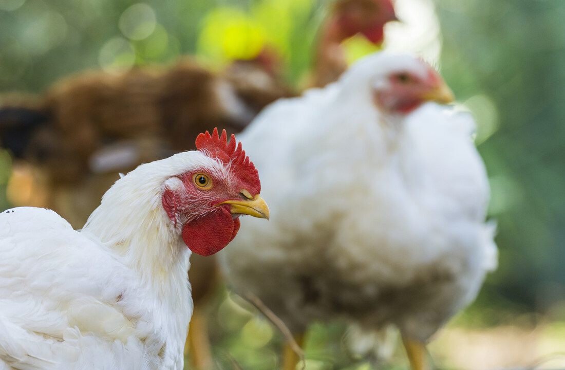 عن وصول كيلو الدواجن لـ65 جنيه.. طارق هلا: السماسرة يتلاعبوا بأرزاق المربين