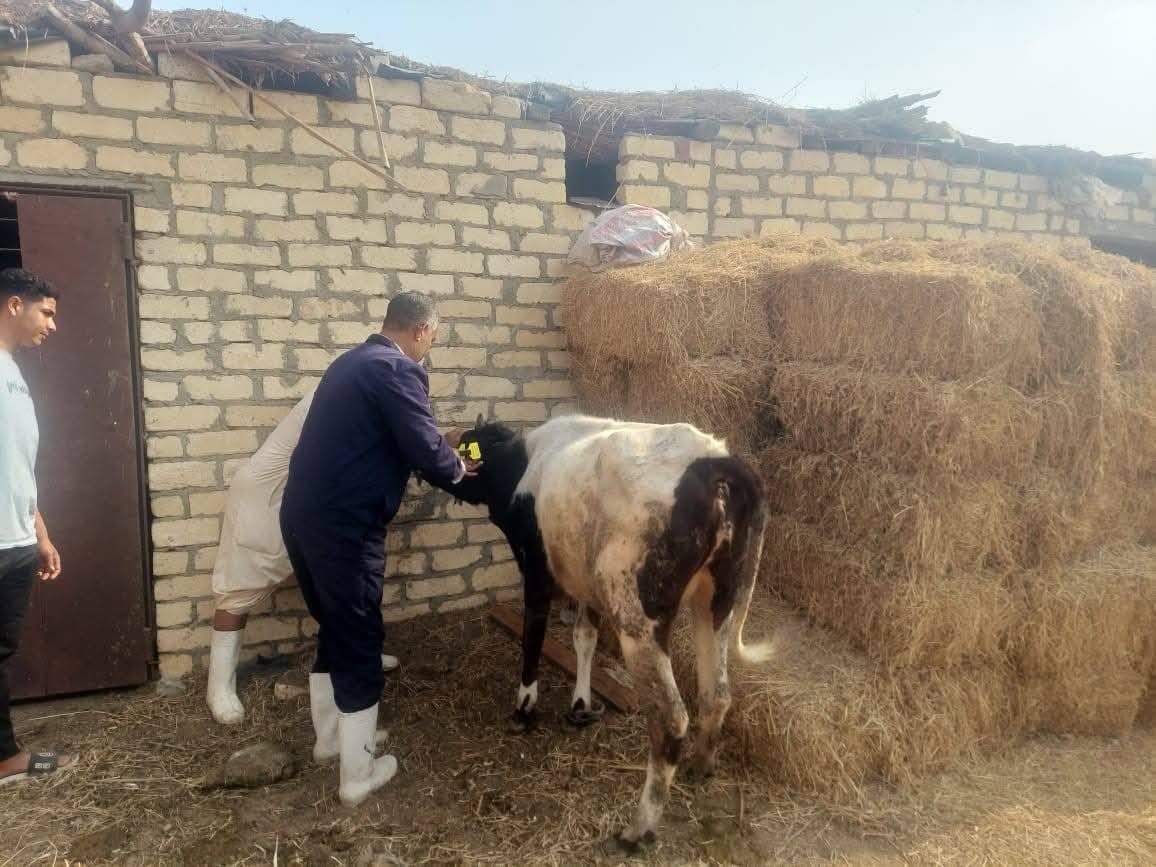 الزراعة: 19561 الخط الساخن لتحصين الماشية وتلقى شكاوى أمراض الثروة الحيوانية