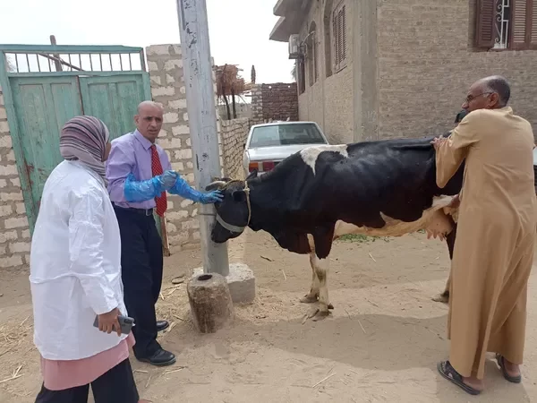 الكشف على 2105 رؤوس ماشية وطيور خلال قافلة بيطرية علاجية بقنا