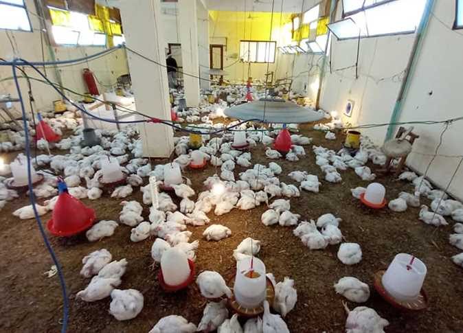 المتحدث باسم مجلس الوزراء: توقيت الأزمة فرض علينا حل استيراد الدواجن