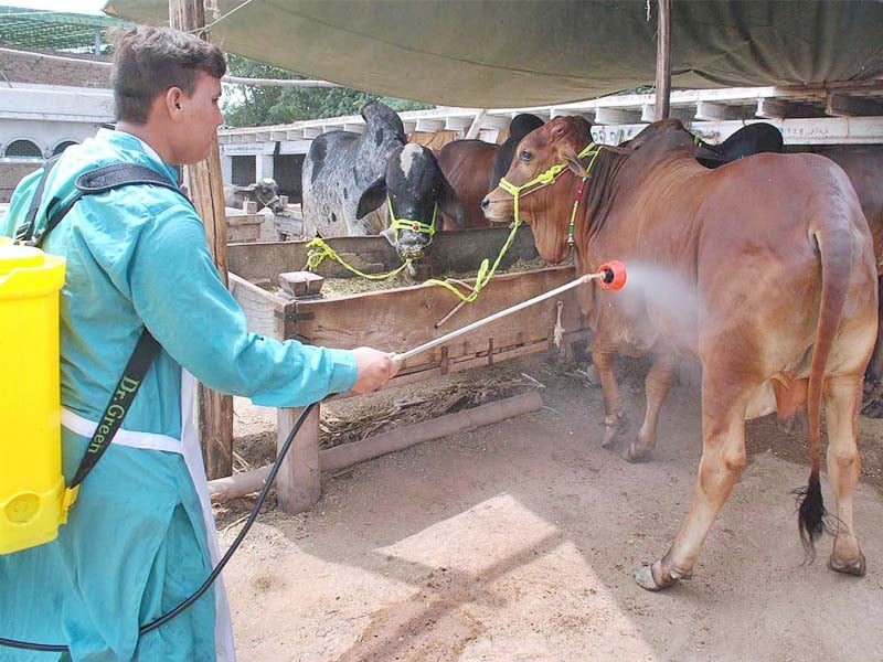 العراق| قرار عاجل بمنع دخول المواشي لمحافظة البصرة