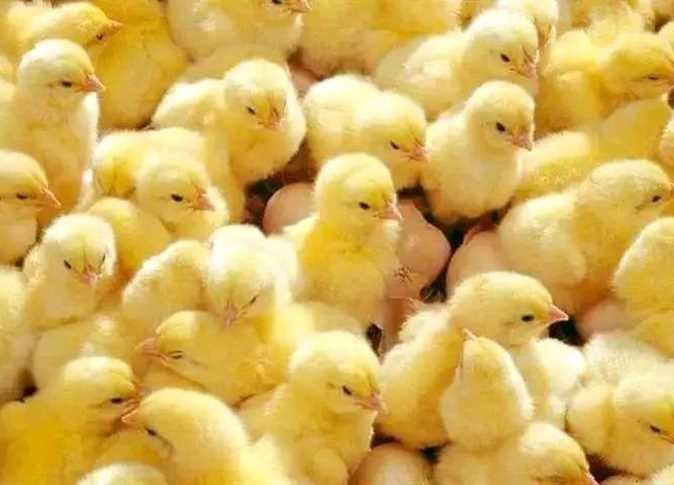 أسعار الكتاكيت اليوم