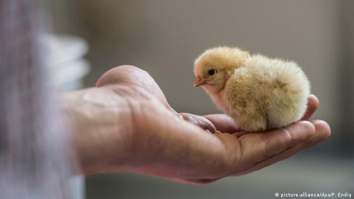 أسعار الكتاكيت اليوم